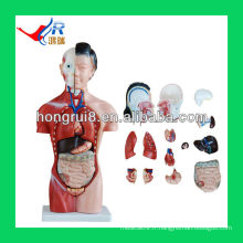 42Cm 15 pièces Anatomical Plastic Female Torso Model